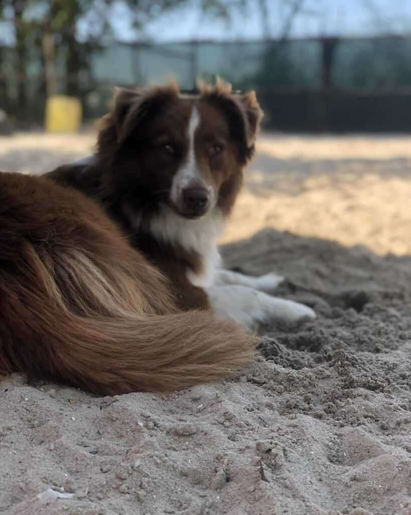 Australian shepherd ligt uit te rusten in het zand