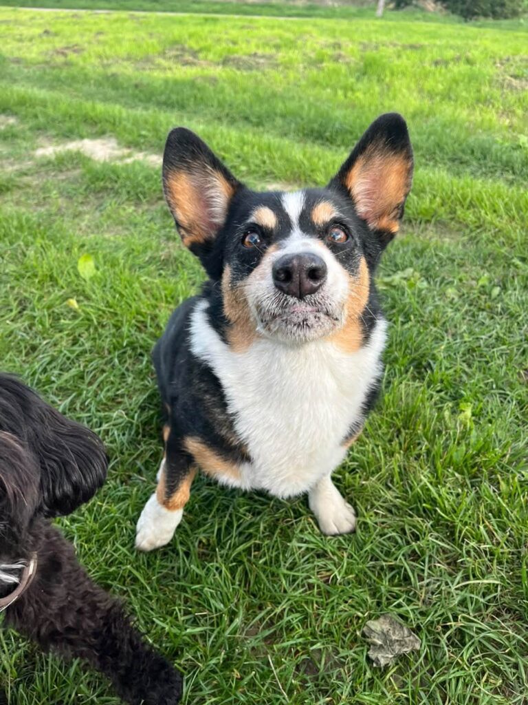 Corgi-mix zit in het gras en kijkt omhoog