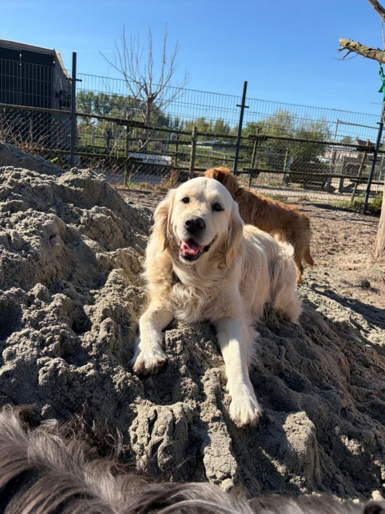 Golden retriever ligt op ons terrein