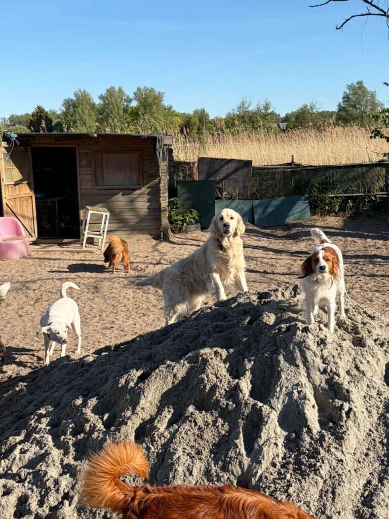 Groep honden op een zandheuvel op ons terrein