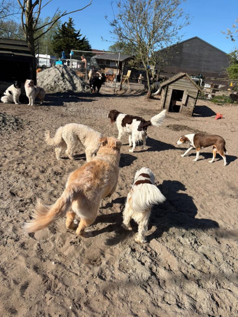 Een groep honden speelt samen op ons zandterrein