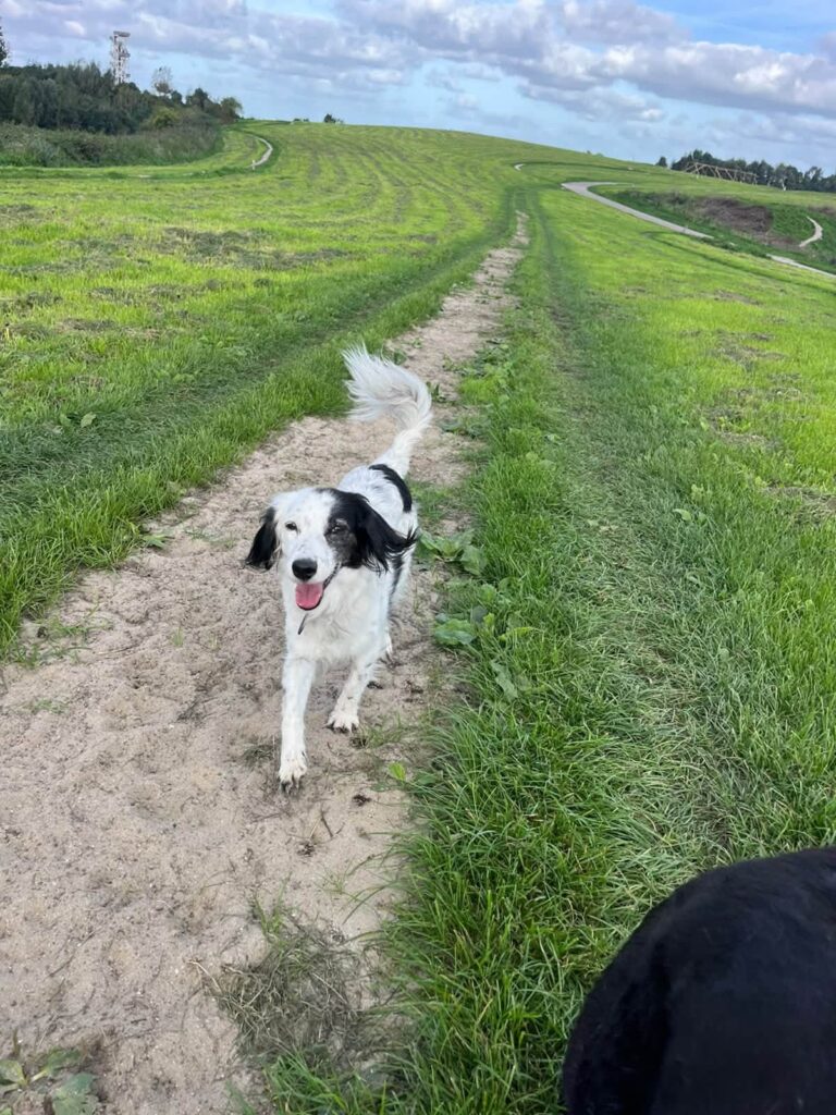 Hond rent blij over een dijkpad buiten de stad