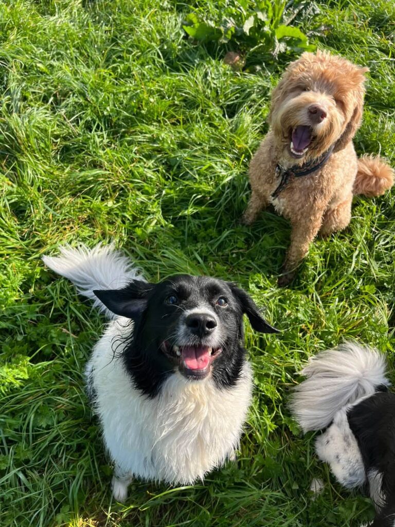 Groep honden kijkt blij omhoog in het gras