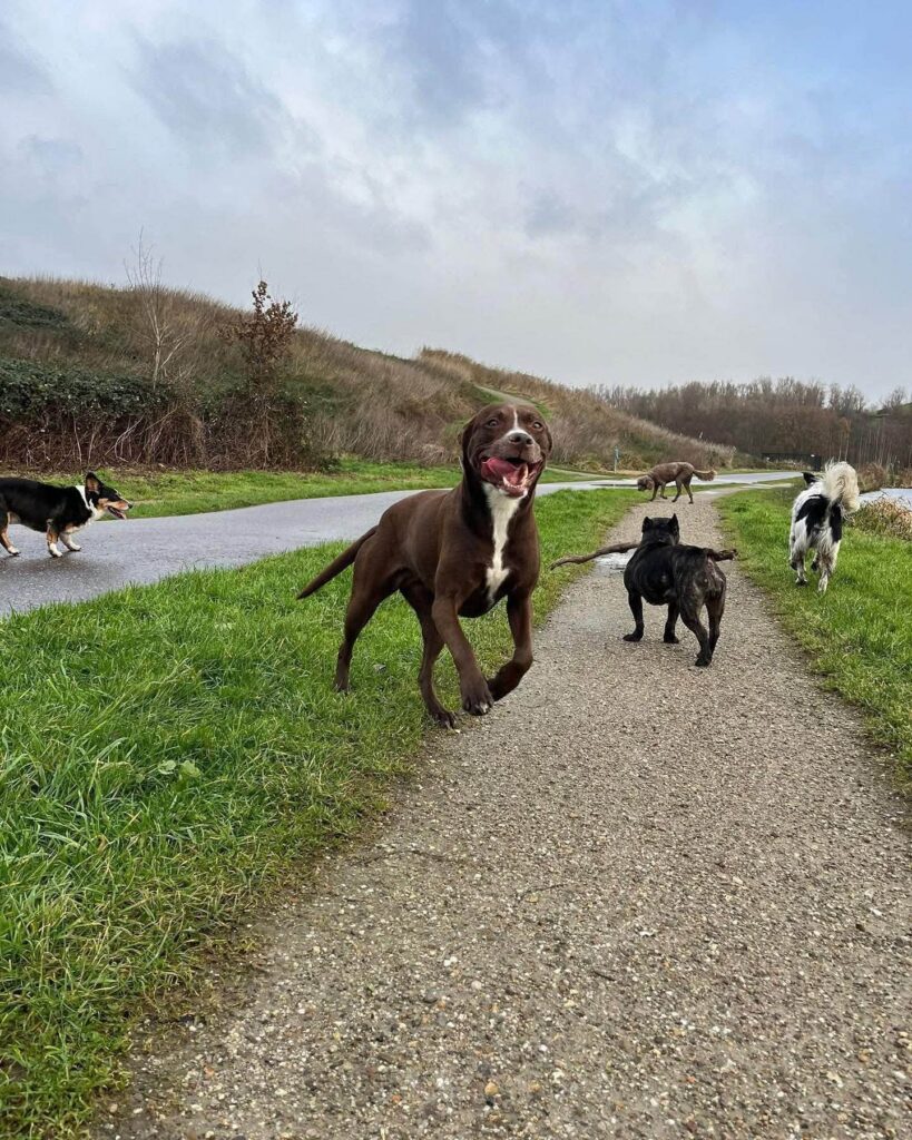 Honden lopen en rennen op het pad langs de dijk