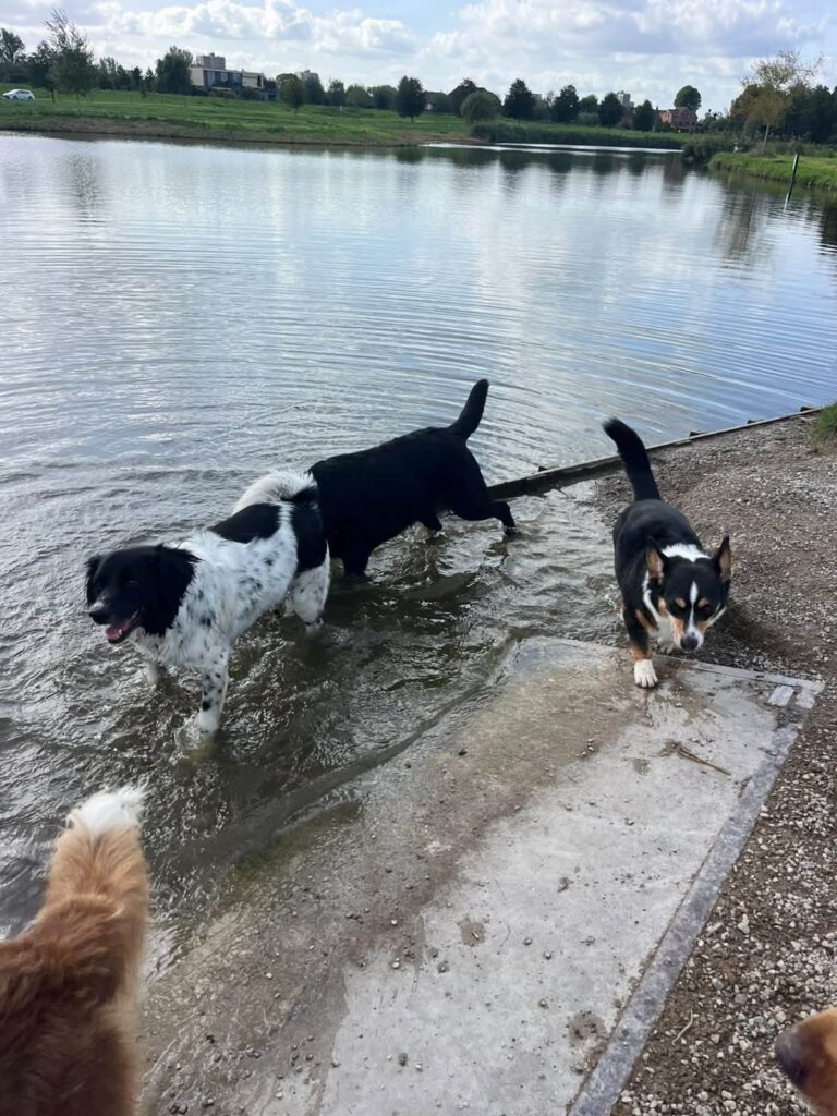 Honden spelen samen in het water