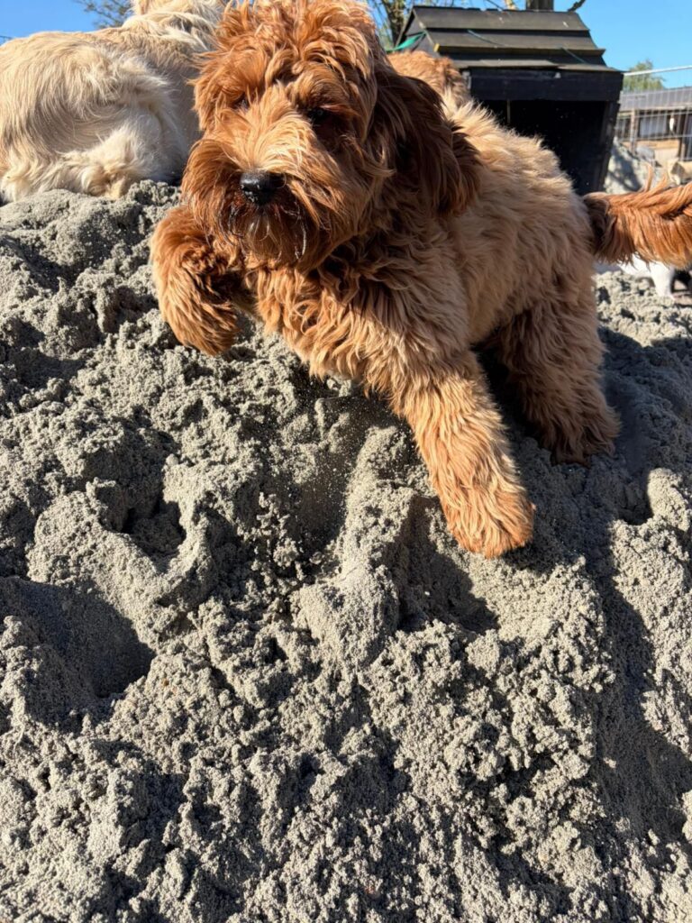 Labradoodle ligt in het zand