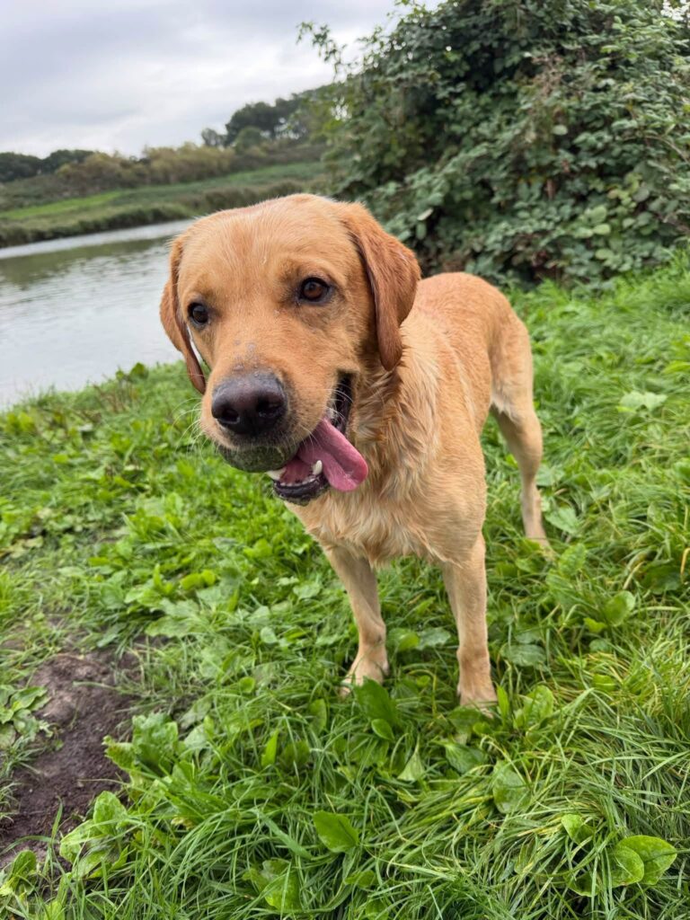 Labrador in het gras bij het water