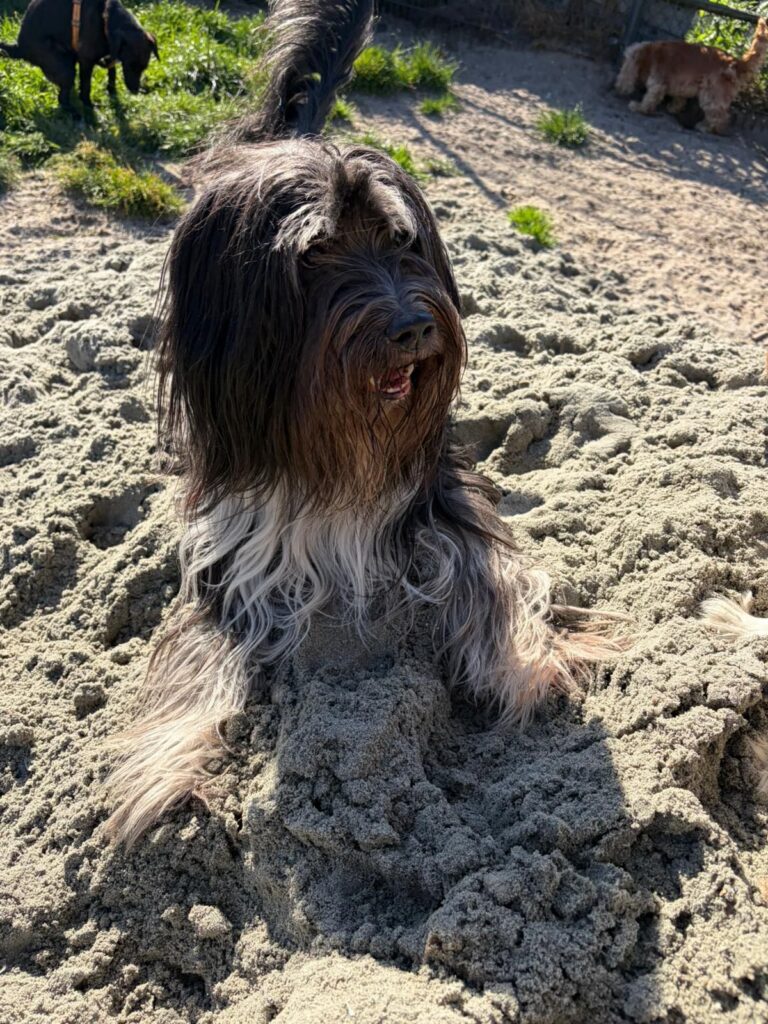Langharige hond in het zand