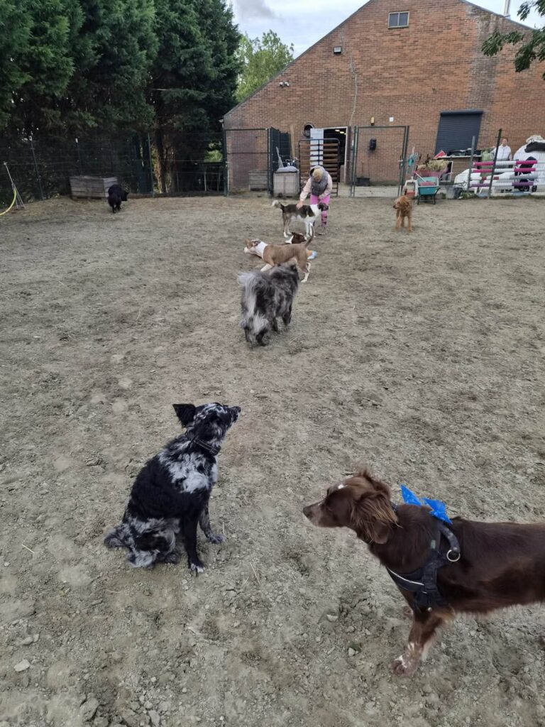 Ons omheinde terrein met schuur, zand en speelruimte
