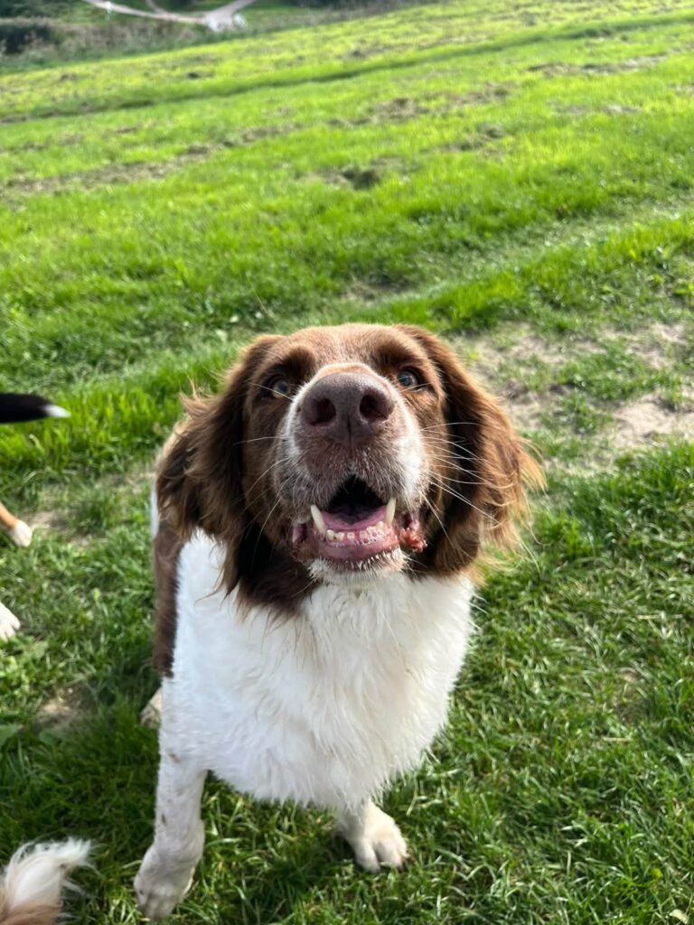 Spaniel met open bek in het gras