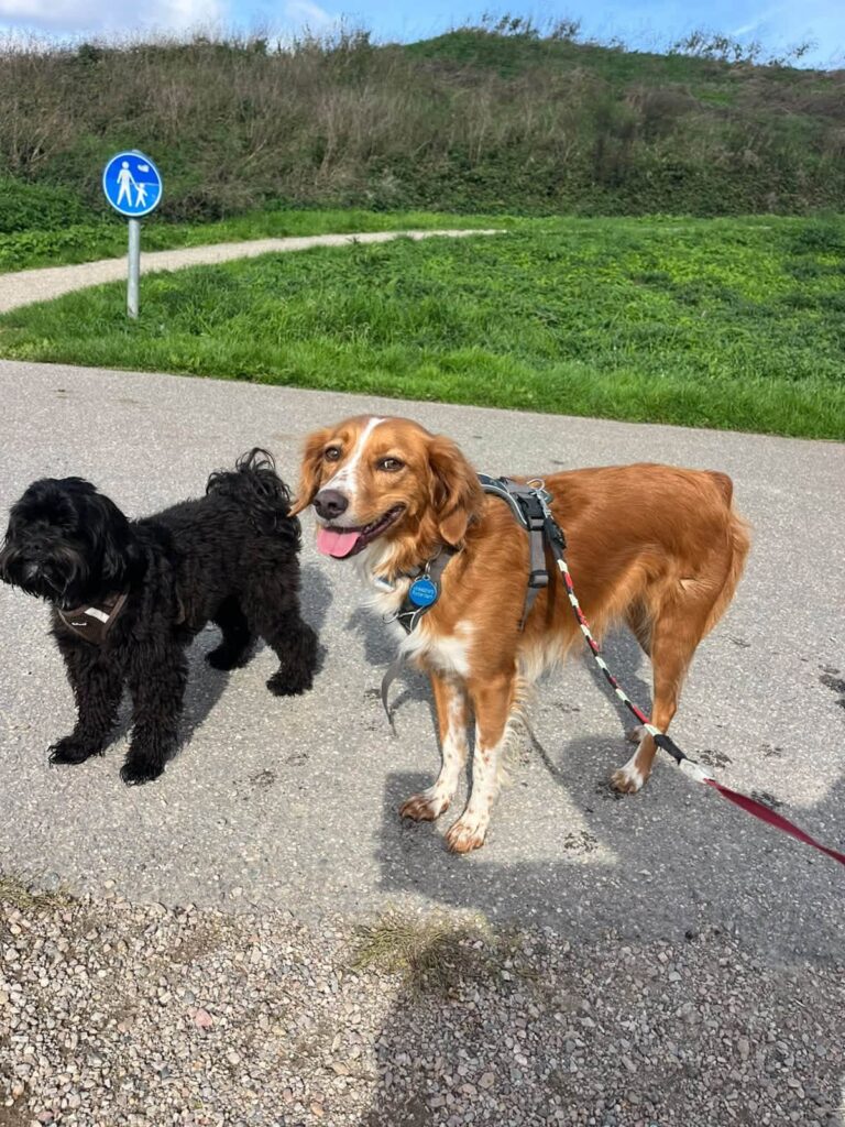 Twee honden aan de lijn op een wandelpad