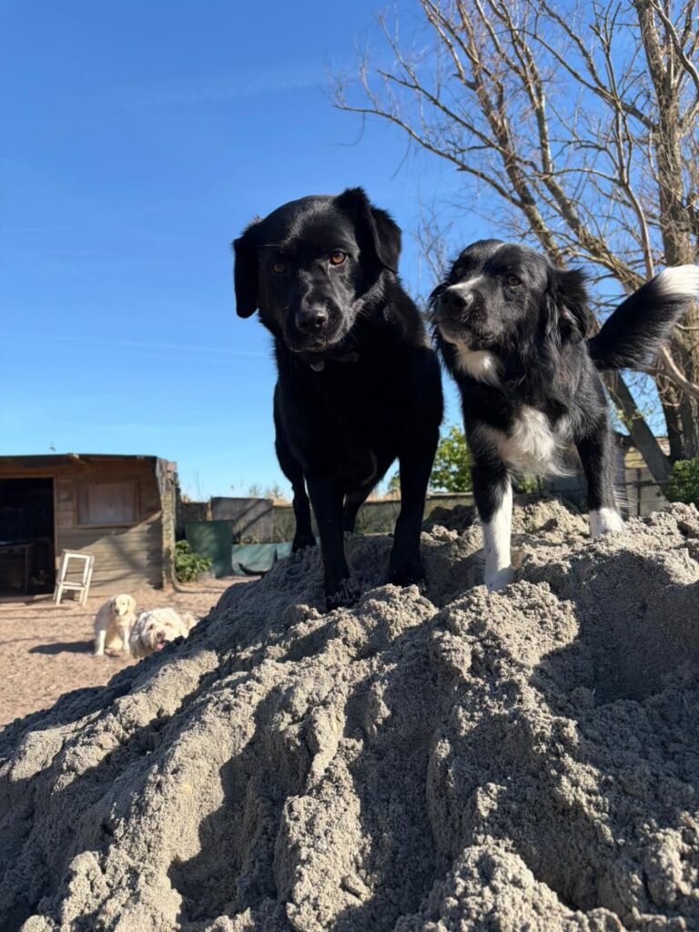Twee zwarte honden op een zandheuvel