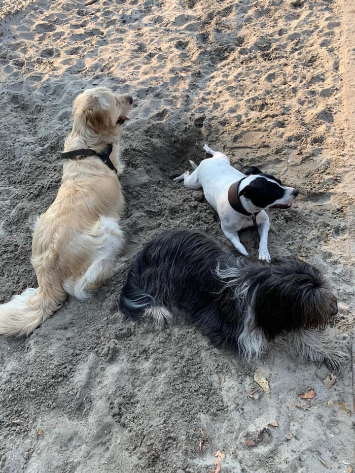 Honden spelen in het zand