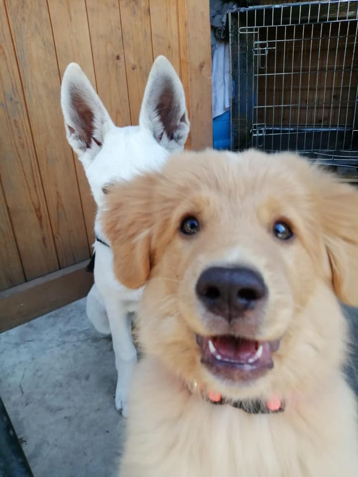 Puppy kijkt in de camera